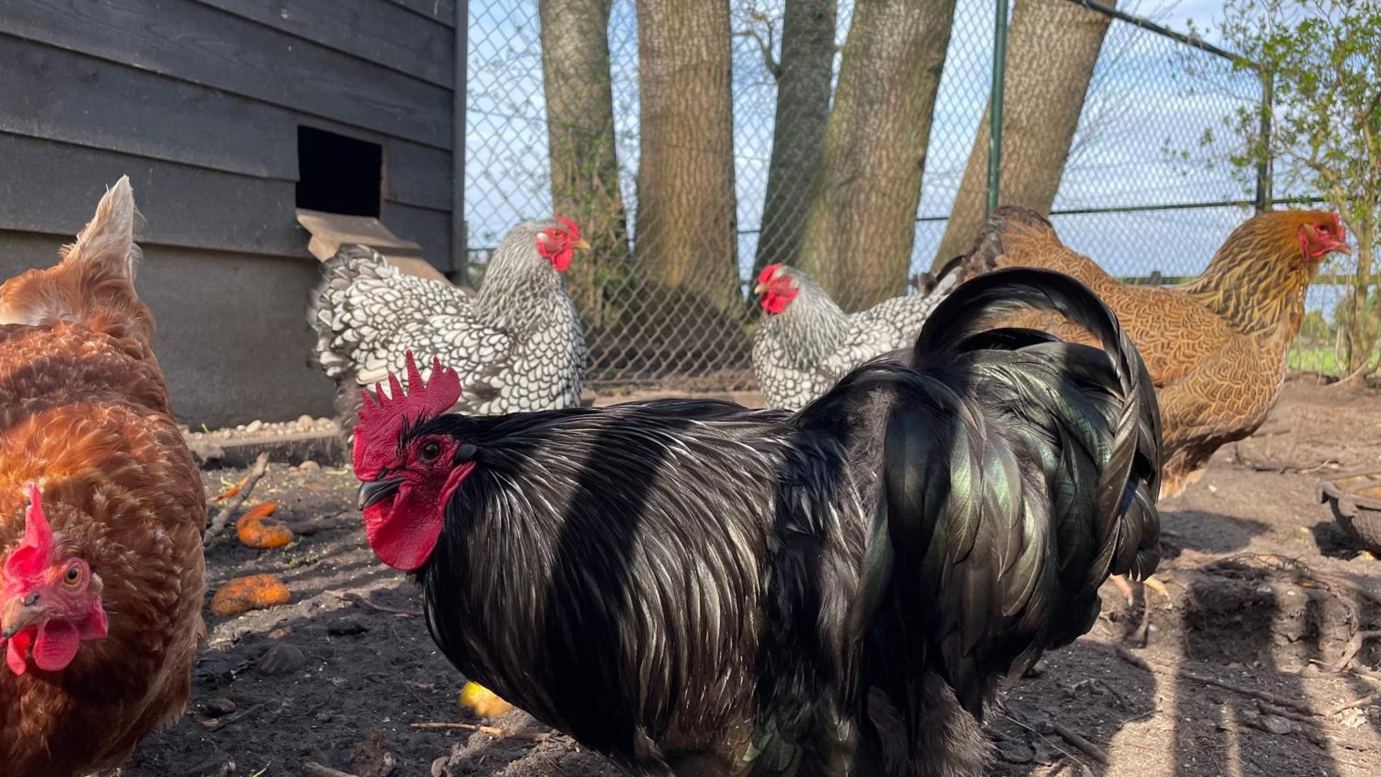 Hoeve Bij Vosselen Bed & Breakfast Asten Eksteriør bilde