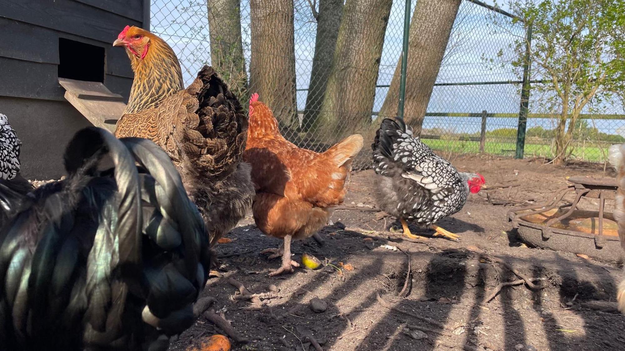 Hoeve Bij Vosselen Bed & Breakfast Asten Eksteriør bilde